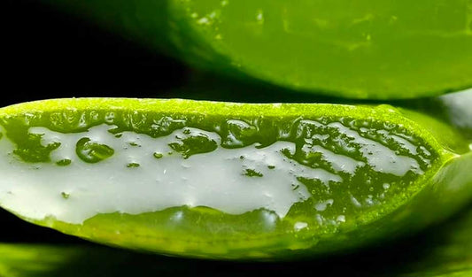 aloe vera